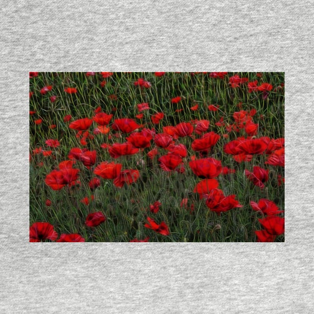 bright red glowing poppy in a field of wild uncultivated flowers by mister-john